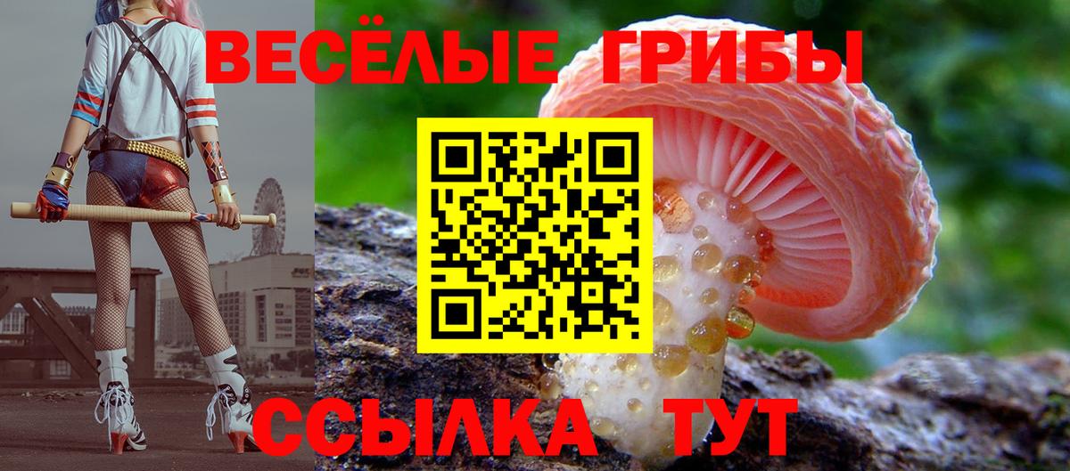 Псилоцибиновые грибы Psilocybine cubensis Новотроицк